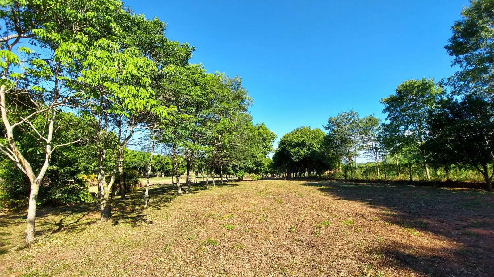 Jardines de Luque, Luque: foto 7